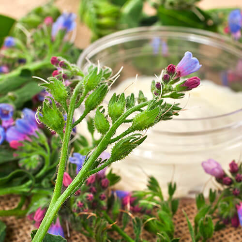Comfrey flowers and powder representing allantoin’s comforting role
