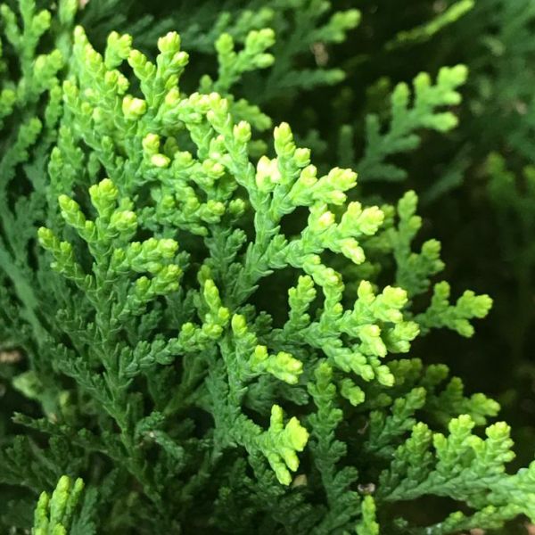 Fresh Oriental arborvitae leaves