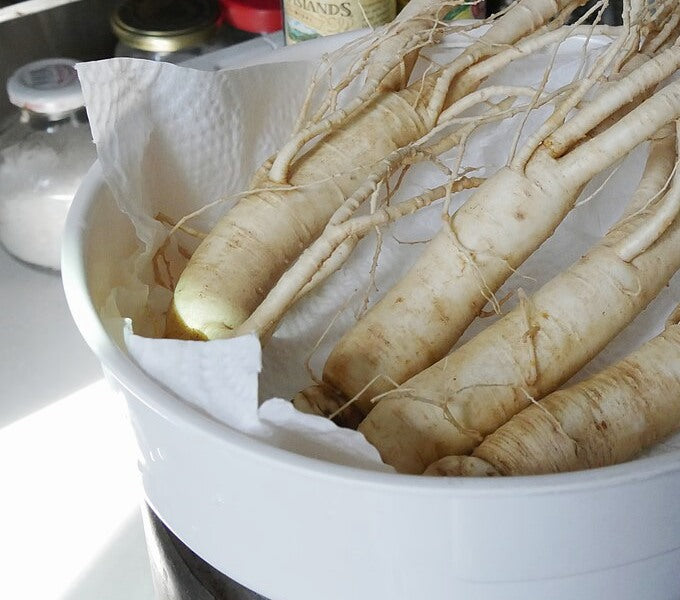 Fresh Panax ginseng roots
